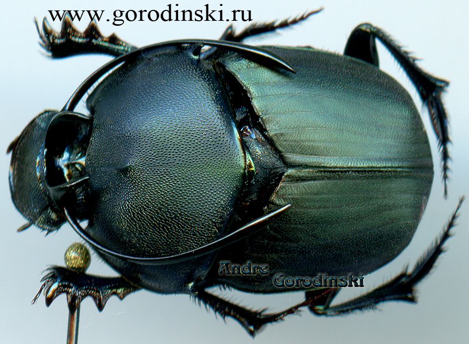 http://www.gorodinski.ru/copr/Proagoderus gibbiramus.jpg